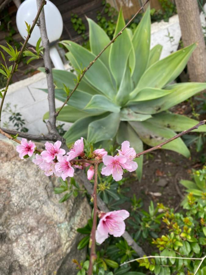 拉弗斯塔斯库拉露营地 SantʼAlessio Siculo 外观 照片